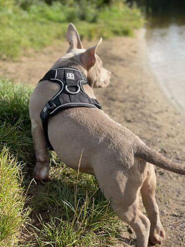 
            
                Load image into Gallery viewer, Bully Billows Premium Dog Harness v 2.0 - Khaki - The Pet Butcher - Bully Billows
            
        