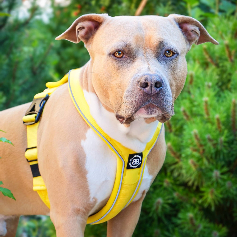 
            
                Load image into Gallery viewer, Bully Billows RR Slip on Harness - Yellow - The Pet Butcher - Bully Billows
            
        