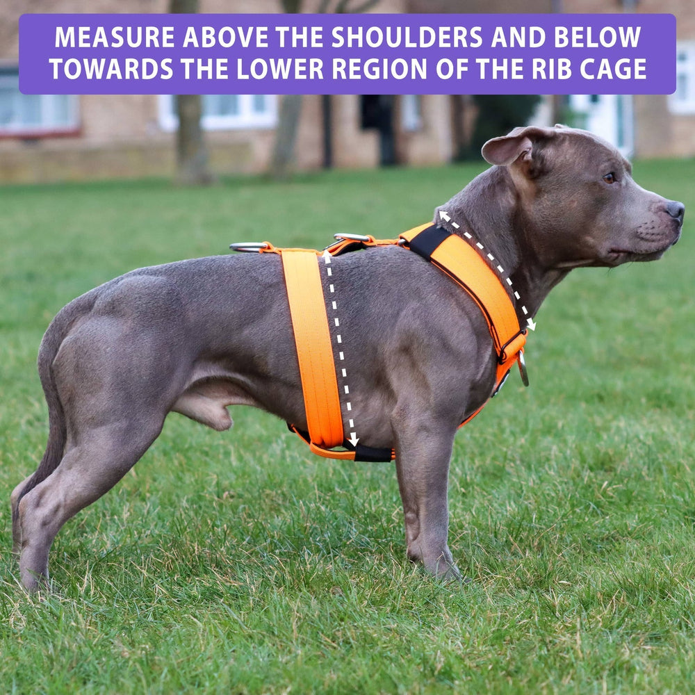 Bully Billows TRI-Harness®  Anti-Pull, Adjustable & Durable - Dog Tra –  The Pet Butcher